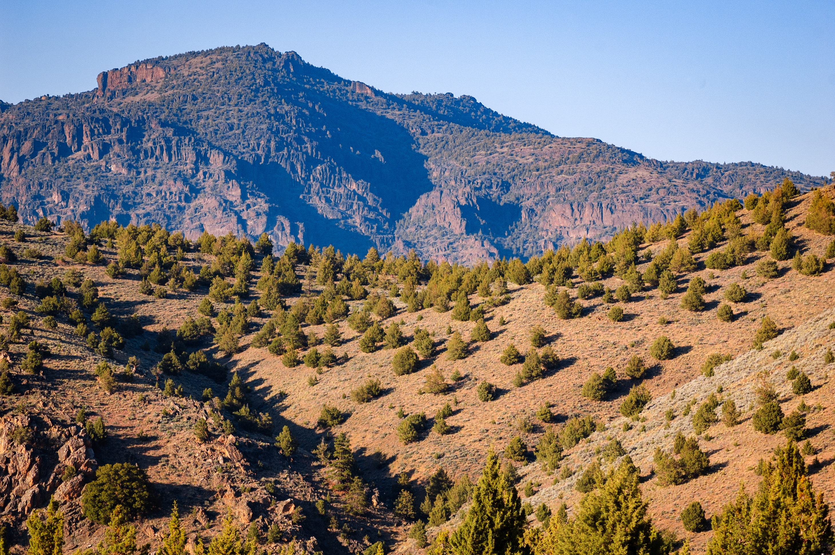California Pines Approx 1 Acre Recreational Homesite Northern CA Modoc County! Low Monthly Payment! - Image 4