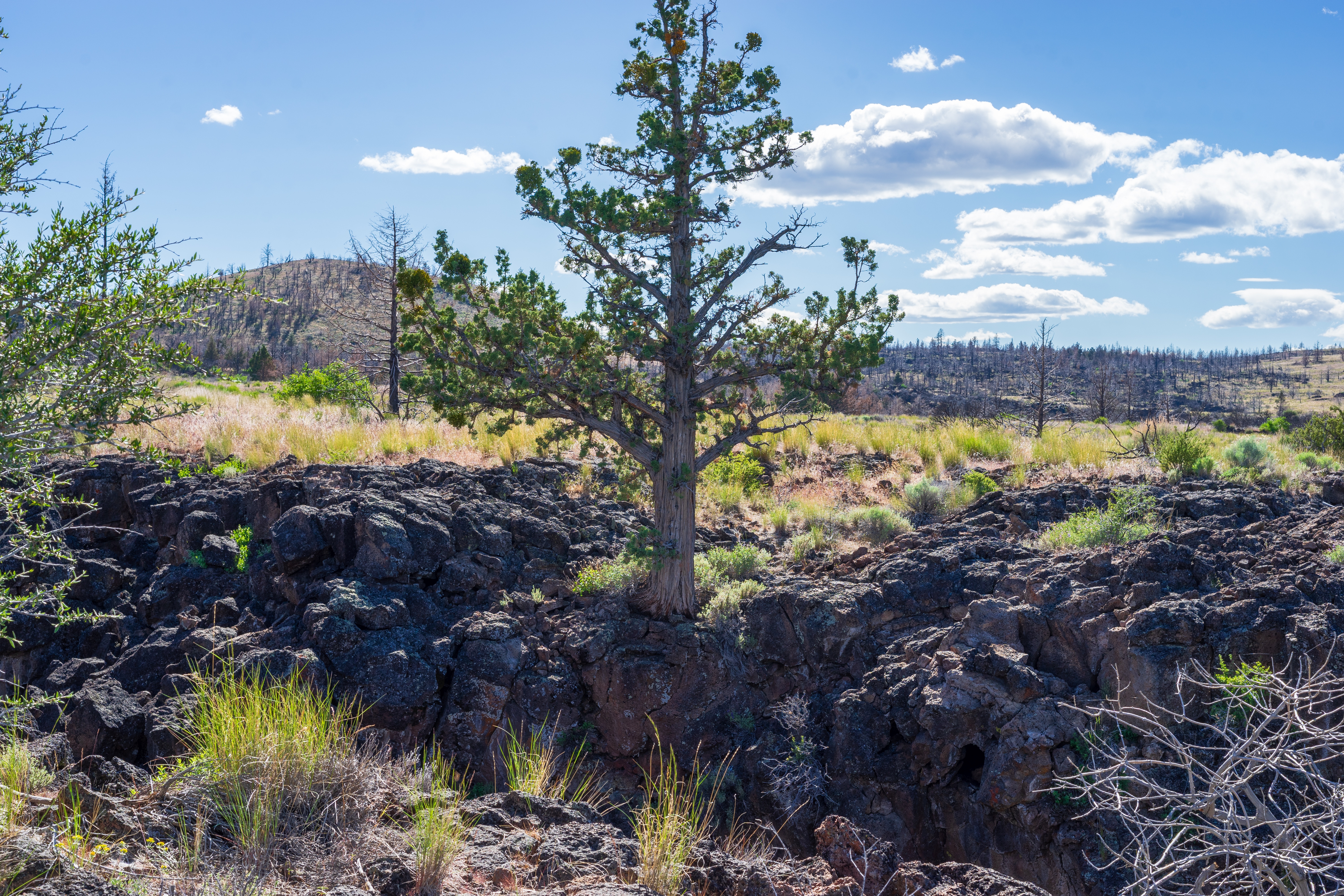 California Pines Homesite Parcel within Reach to the California Pines Lodge and Alturas in Modoc County - Image 4