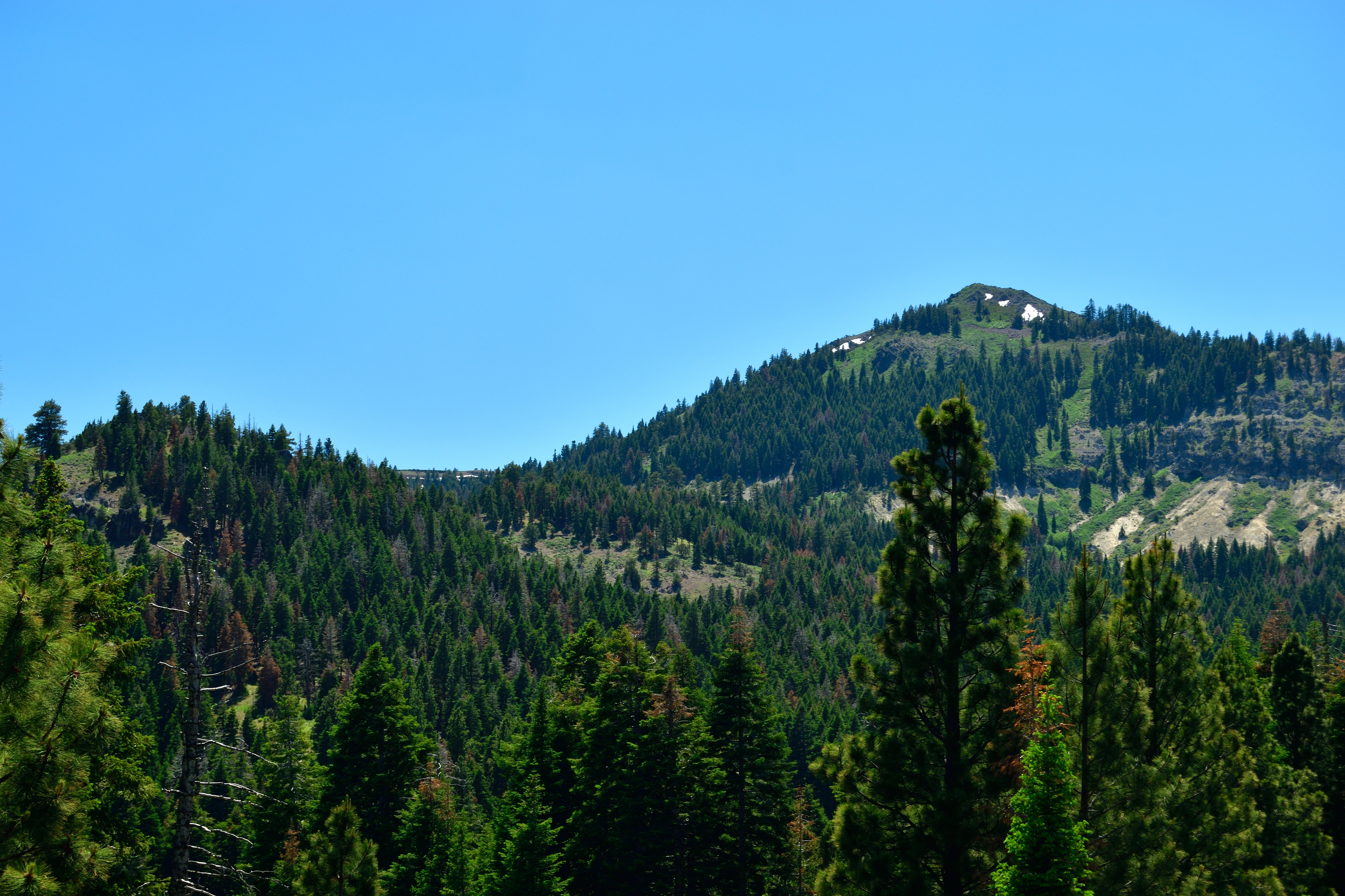Pine Covered Parcel in California Pines near Donovan Reservoir and the California Pines Lodge for a Future Homesite - Image 3
