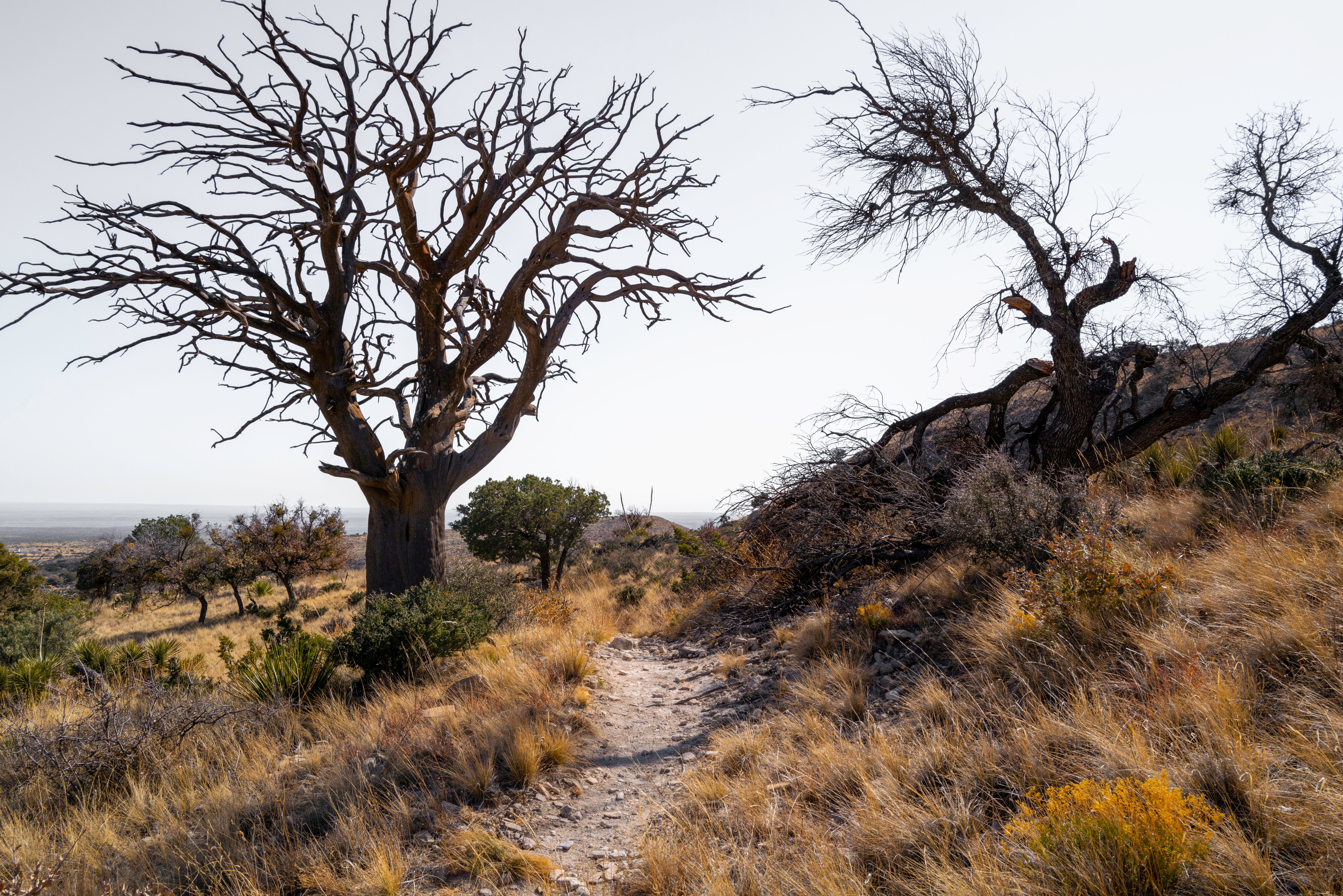 {"ops":[{"insert":"640 Acres in Hudspeth County Near Sierra Blanca with Wide Open Desert Country"},{"attributes":{"table":"1"},"insert":"n"},{"insert":"n"}]}