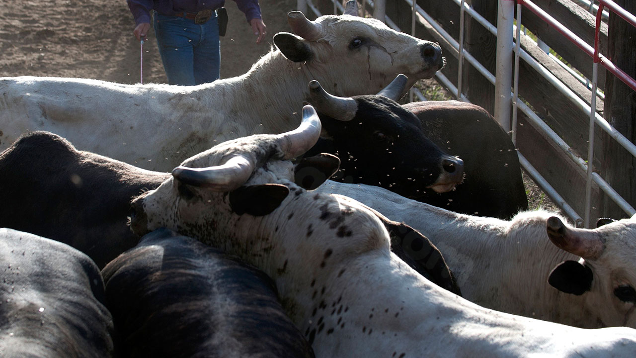 Rodeo regulation bill gets a ride after “freak accident”