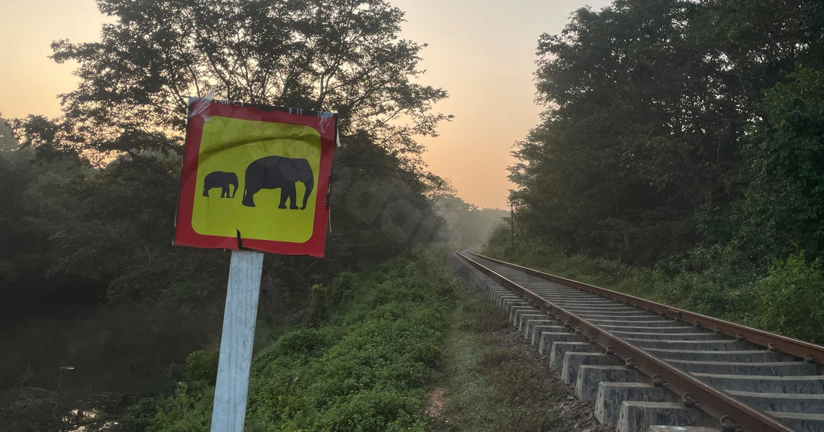 Elephant killed by train in Sri Lanka despite safety measures introduced after recent deadly crash