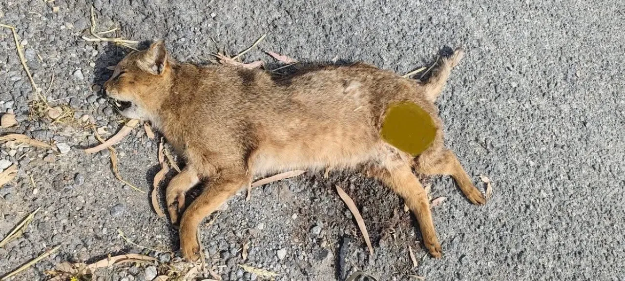 Saz kedisi tehlikeli trafik kazasında yok olmak üzere