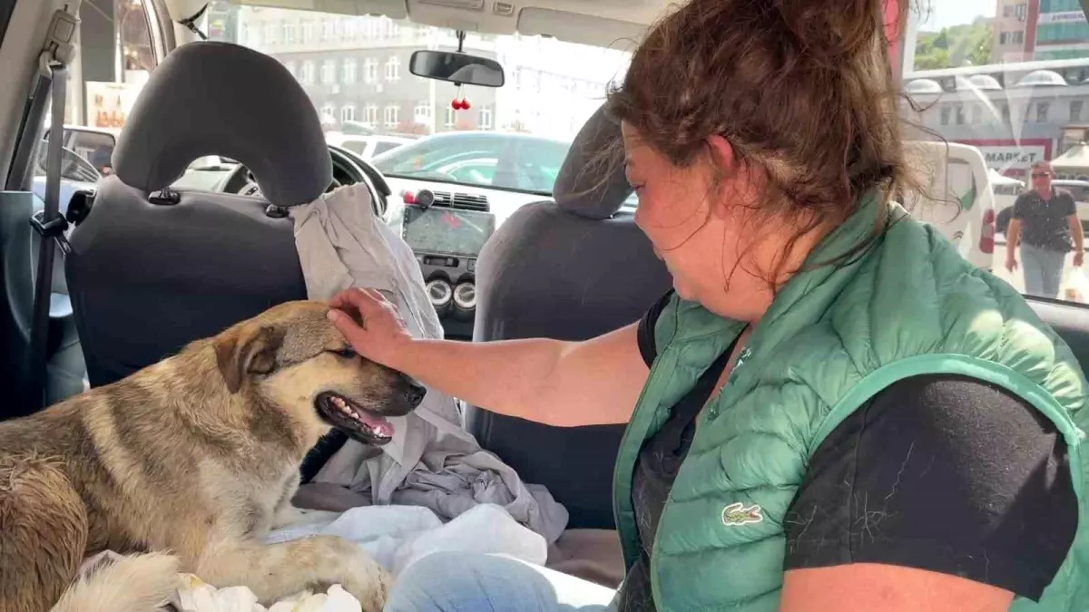 Zonguldak'ta Trafik Kazası Geçiren Sokak Köpeğine Sahiplenme Duygusal Hikayesi