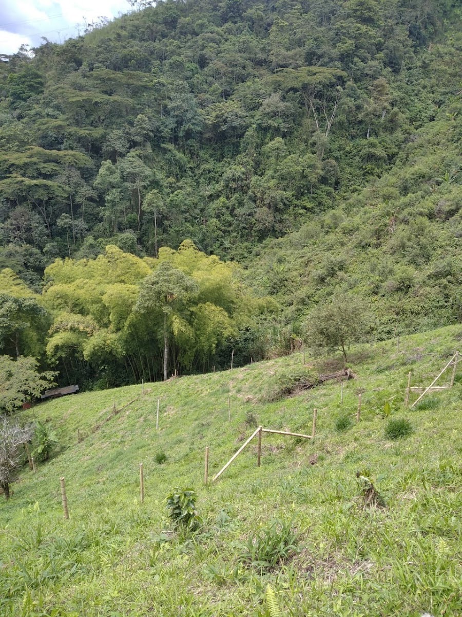 Foto de Lote / terreno en Venta en San peregrino, Manizales - 4 - 279024611