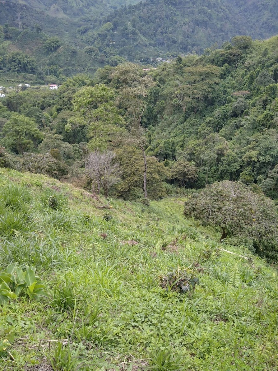 Foto de Lote / terreno en Venta en San peregrino, Manizales - 2 - 279024611