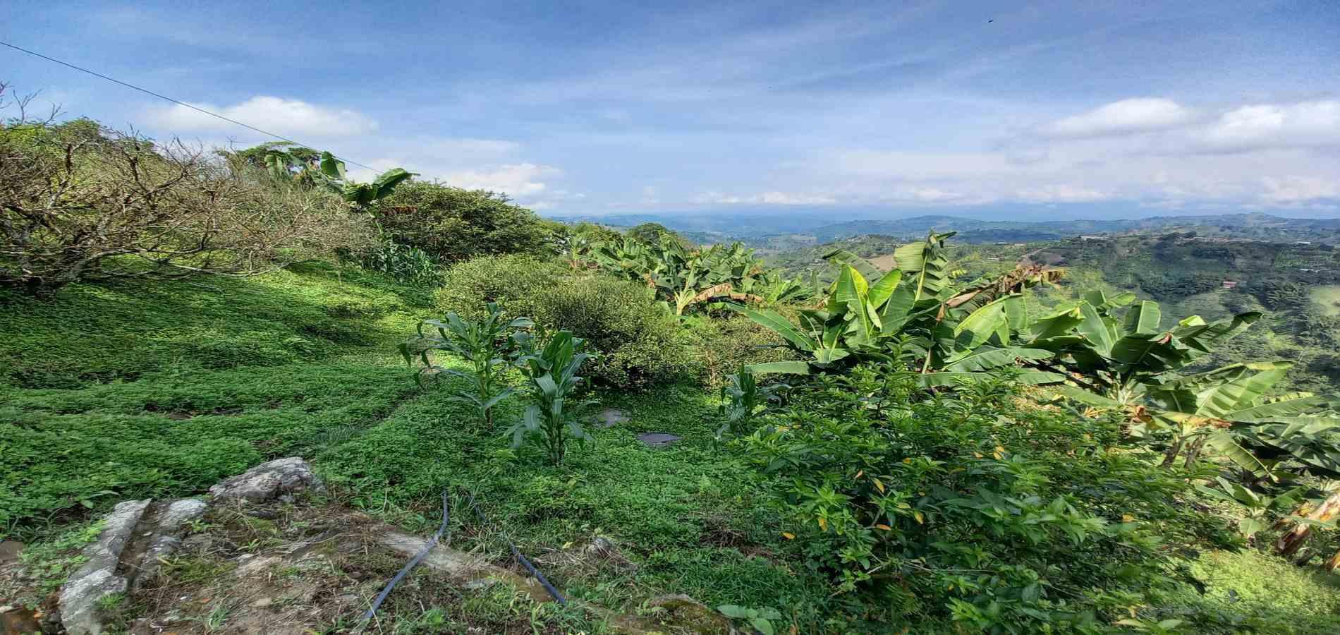 Foto de Finca en Venta en La aurora, Manizales - 1 - 279062192