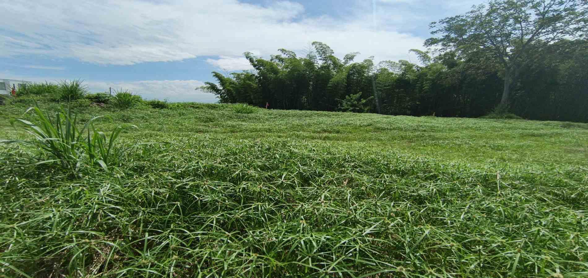 Foto de Lote / terreno en Venta en Vereda santagueda, Palestina - 4 - 279064609
