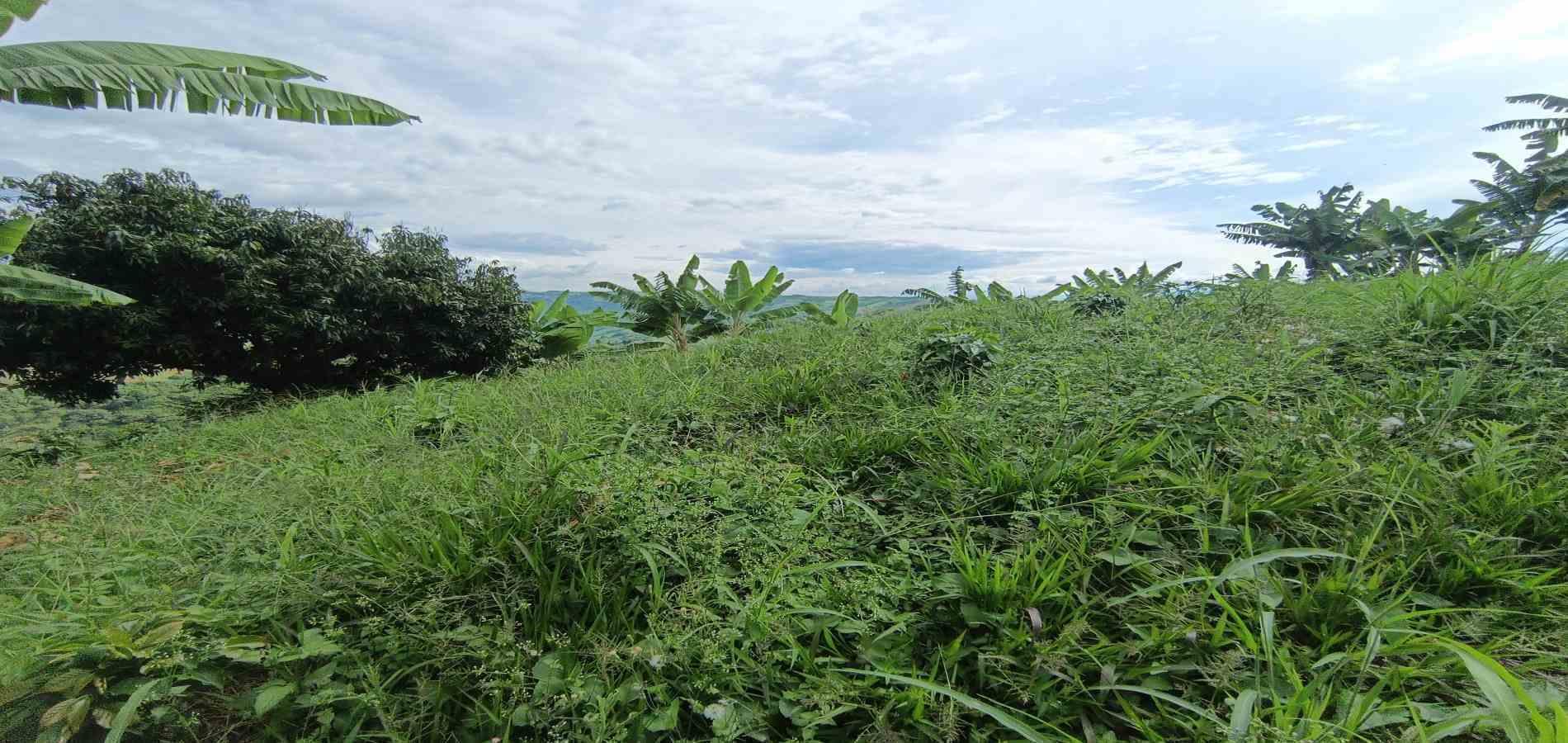 Foto de Lote / terreno en Venta en San peregrino, Manizales - 22 - 279068552
