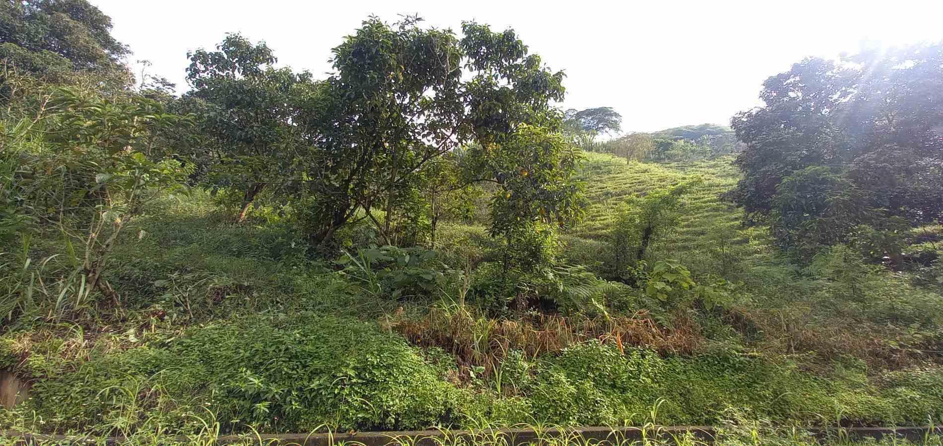 Foto de Lote / terreno en Venta en Vereda la trinidad, Manizales - 17 - 279062688