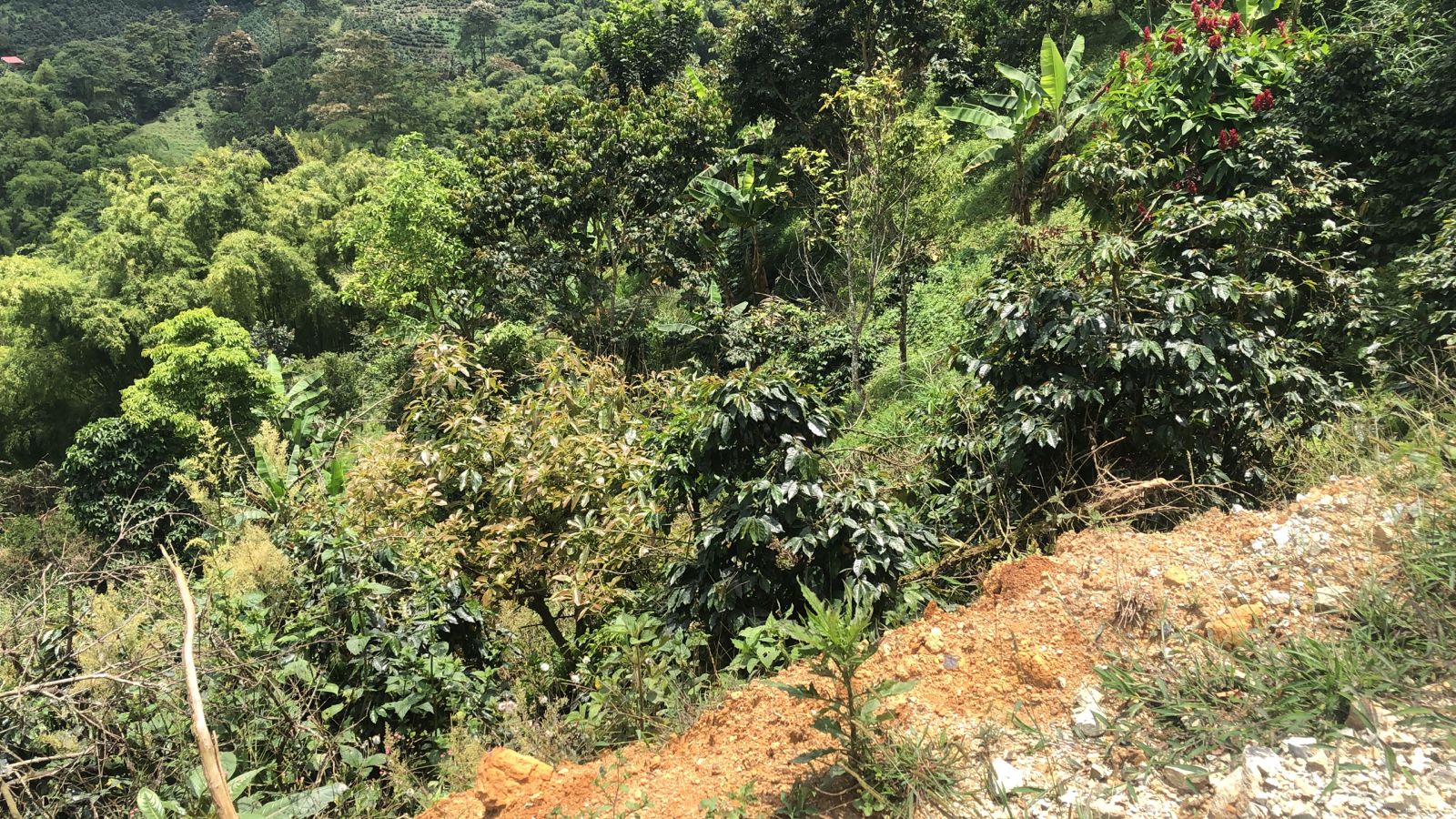 Foto de Lote / terreno en Venta en Dosquebradas, Dosquebradas - 6 - 279053272