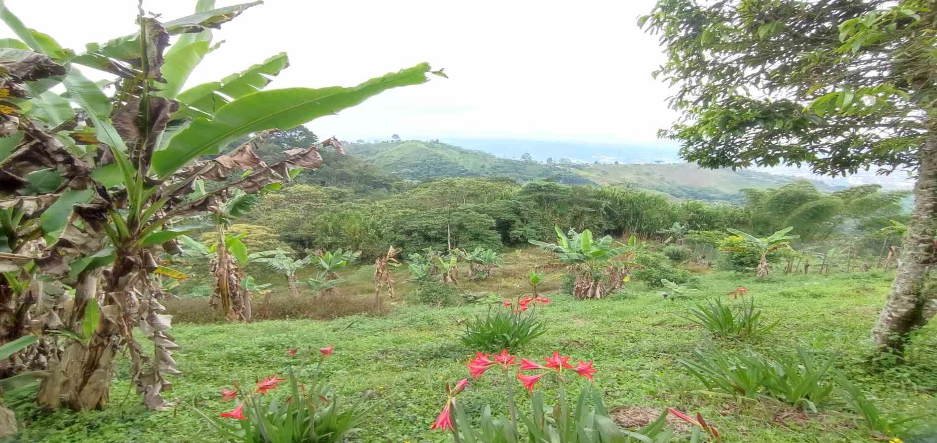 Foto de Finca en Venta en Vereda la independencia alto del nudo, Dosquebradas - 24 - 279065382