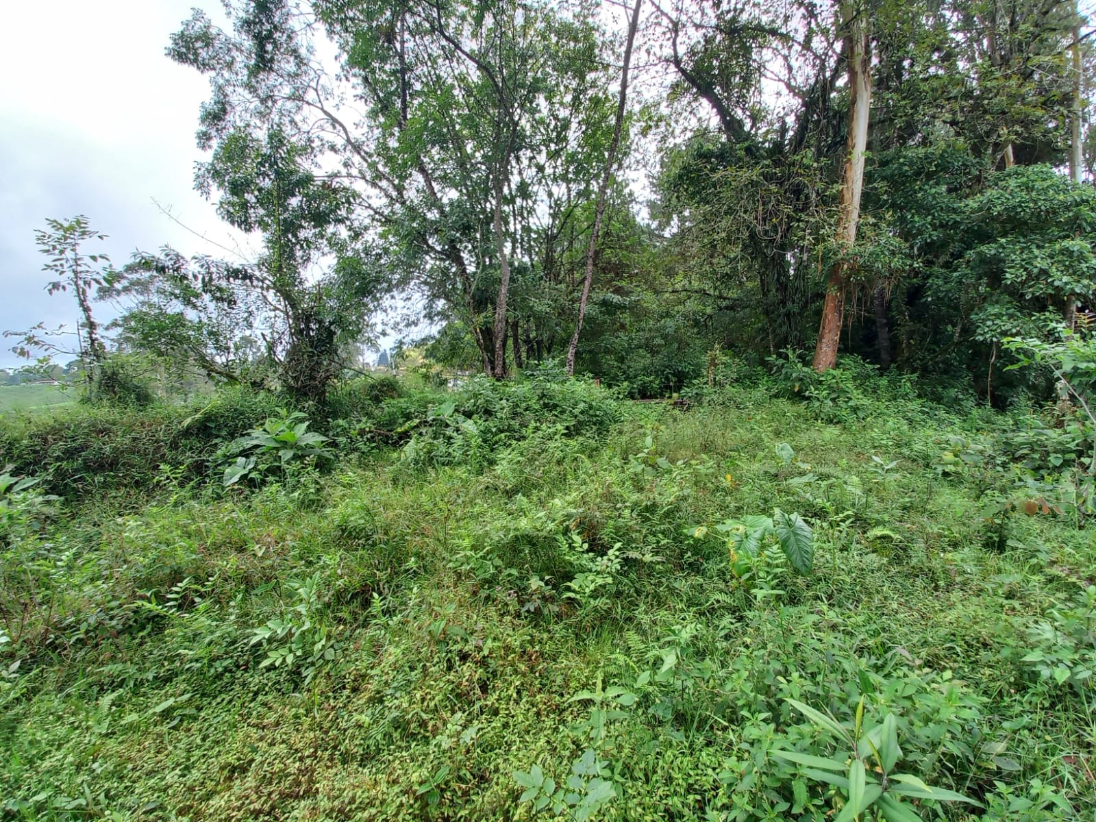Foto de Lote / terreno en Venta en Via armenia, Pereira - 7 - 279066674