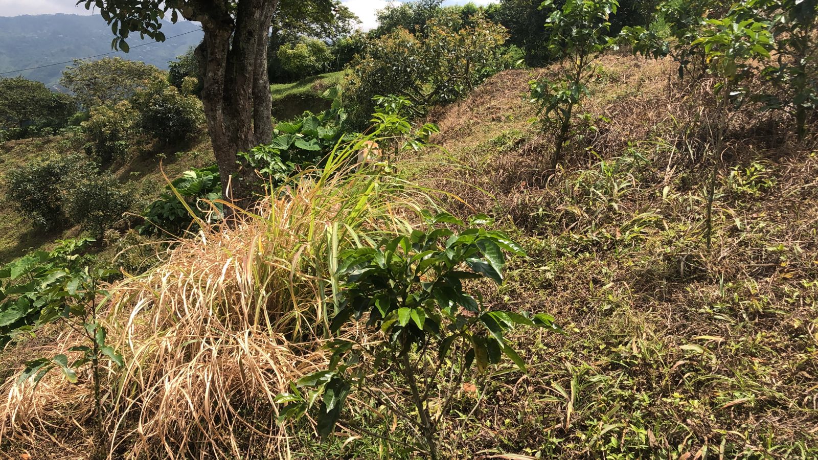 Foto de Lote / terreno en Venta en Dosquebradas, Dosquebradas - 2 - 279053267