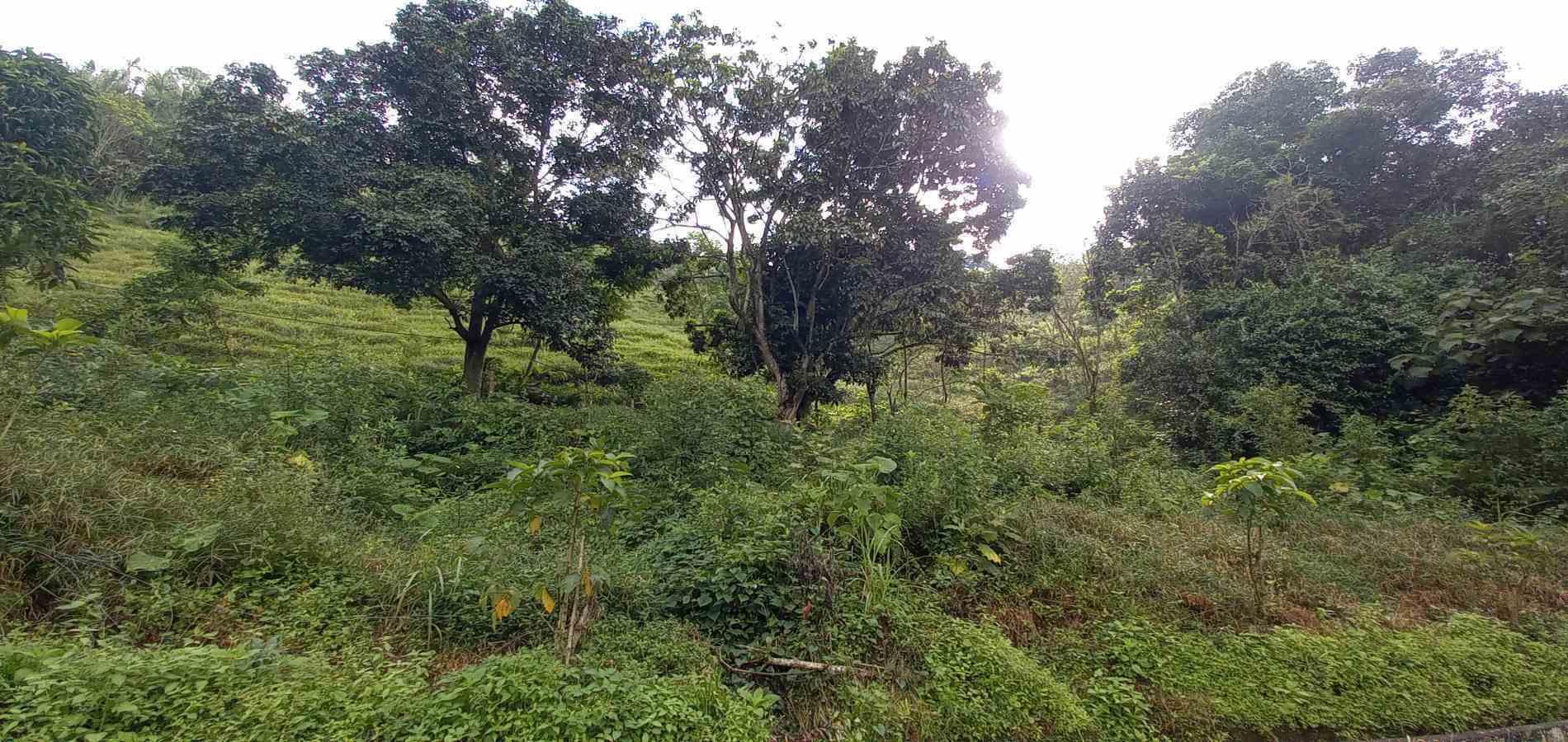 Foto de Lote / terreno en Venta en Vereda la trinidad, Manizales - 1 - 279062688