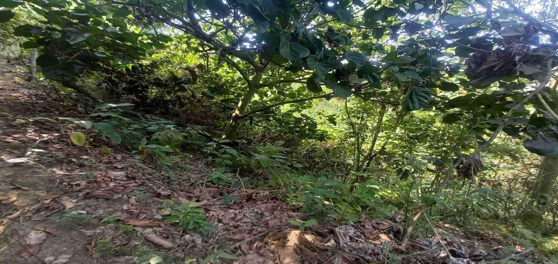 Foto de Lote / terreno en Venta en San peregrino, Manizales - 2 - 279056638