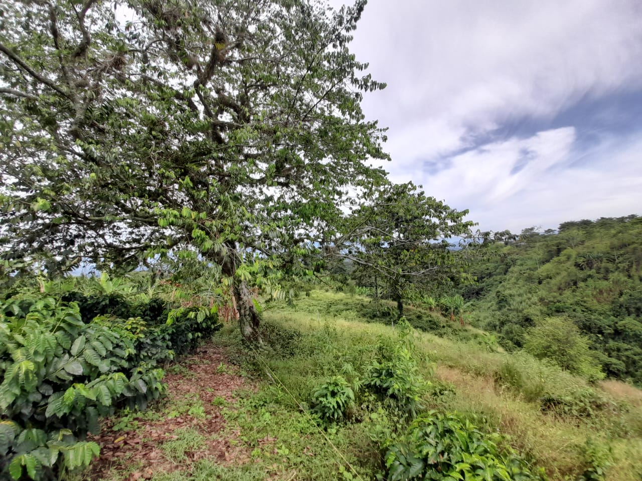 Foto de Lote / terreno en Venta en Arabia, Pereira - 4 - 279059189