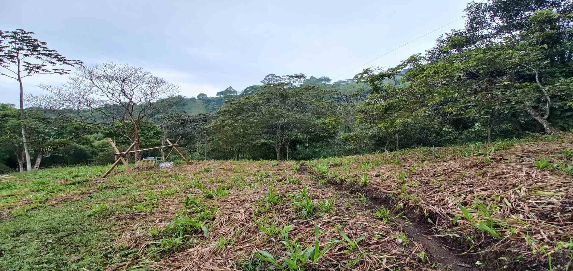 Foto de Lote / terreno en Venta en El bosque, Dosquebradas - 5 - 48802