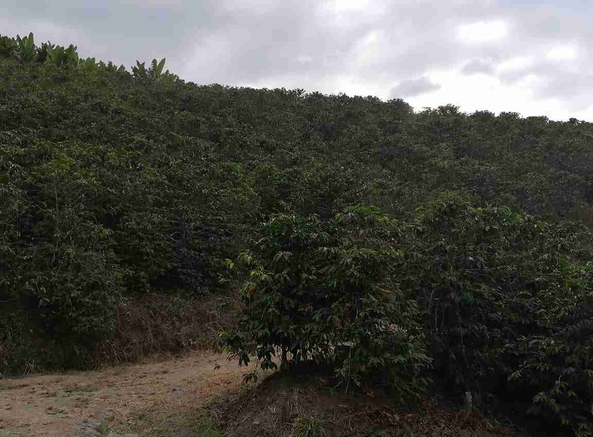 Foto de Lote / terreno en Venta en La cabaña, Manizales - 1 - 279020989