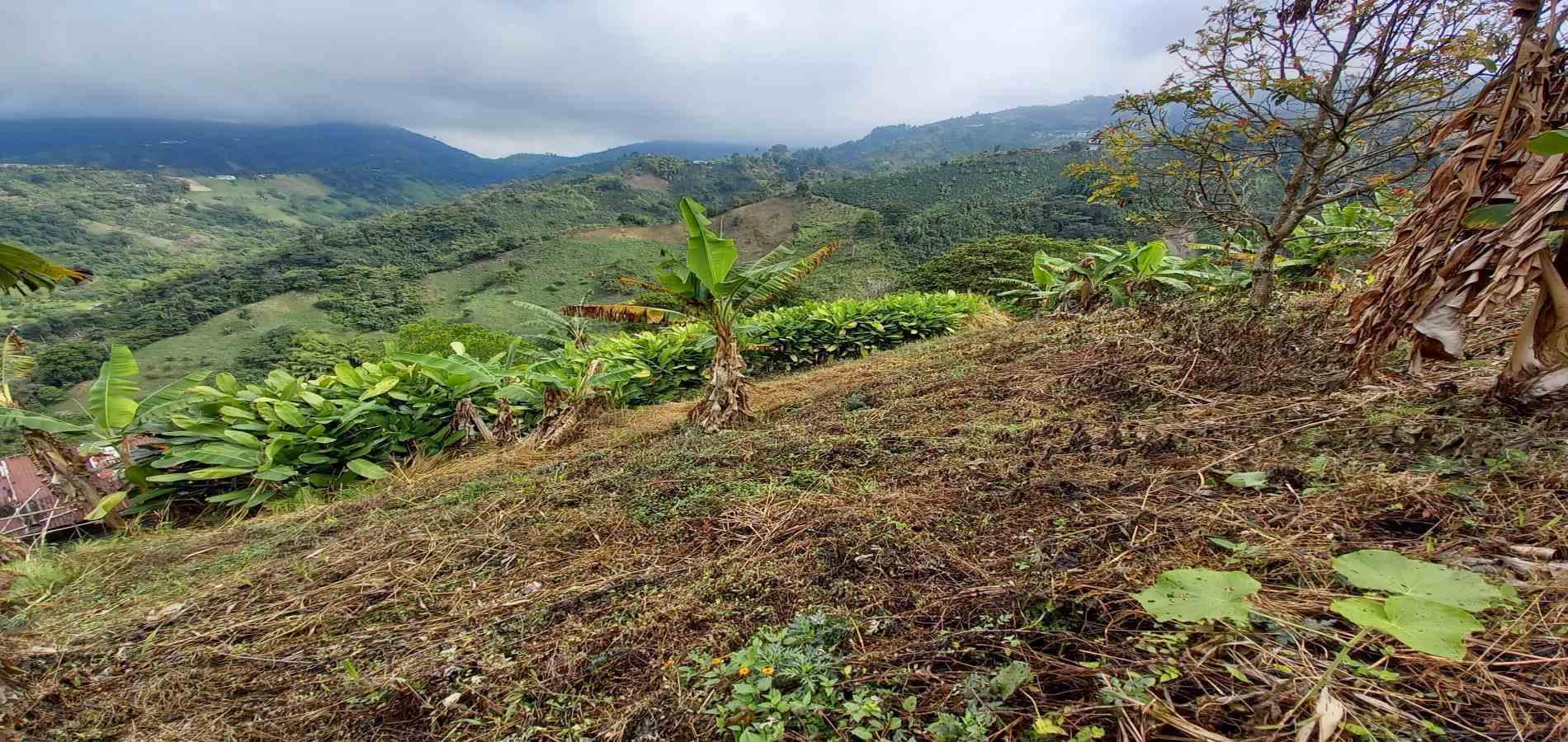 Foto de Finca en Venta en Vereda la argelia, Manizales - 11 - 279066671