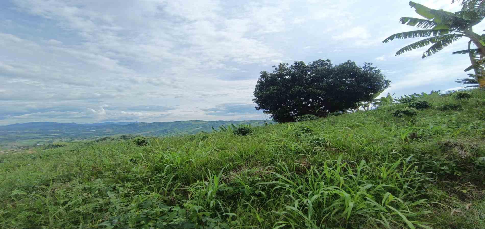 Foto de Lote / terreno en Venta en San peregrino, Manizales - 28 - 279068552