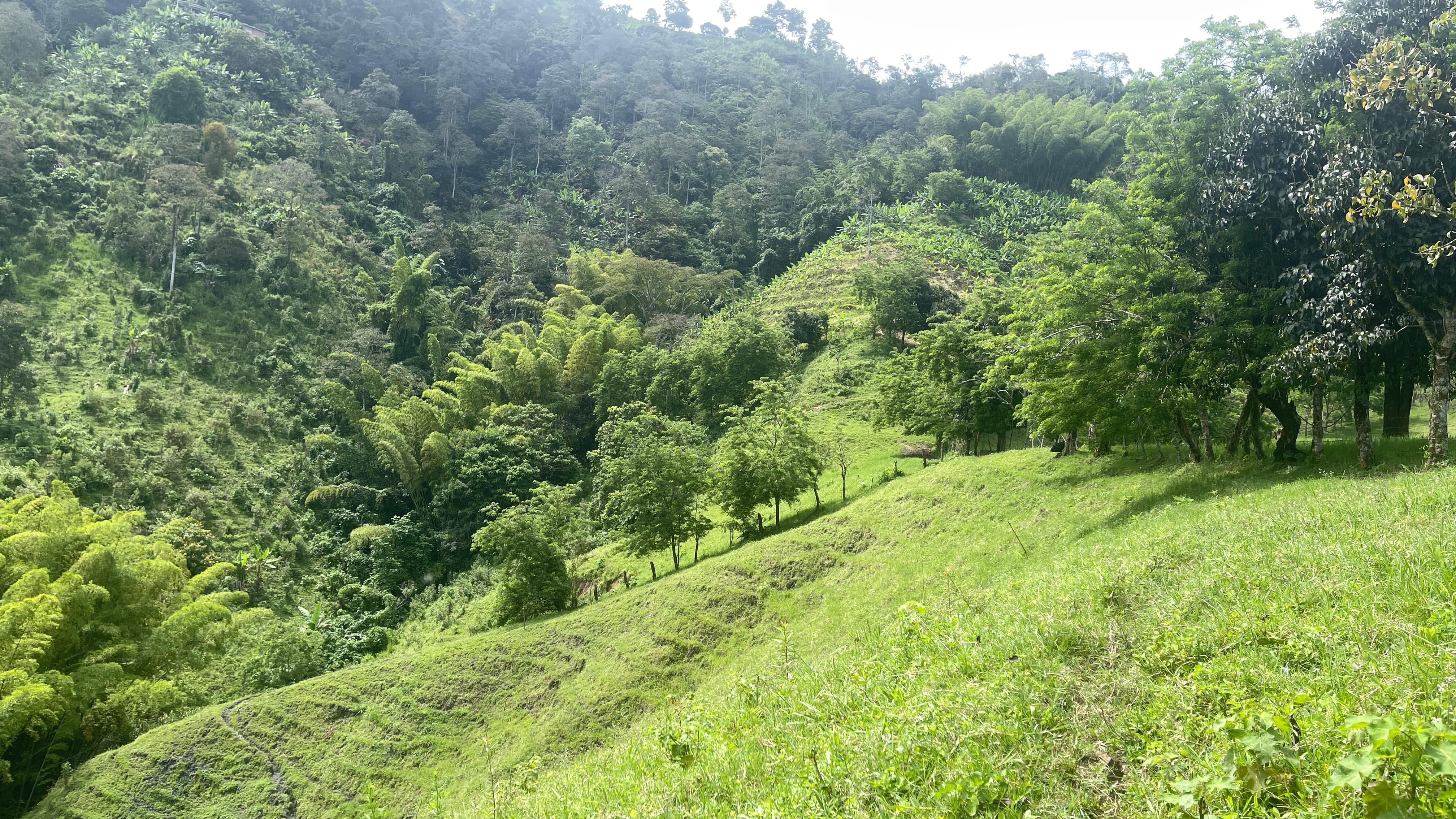 Foto de Finca en Venta en La cabaña, Manizales - 15 - 279062726