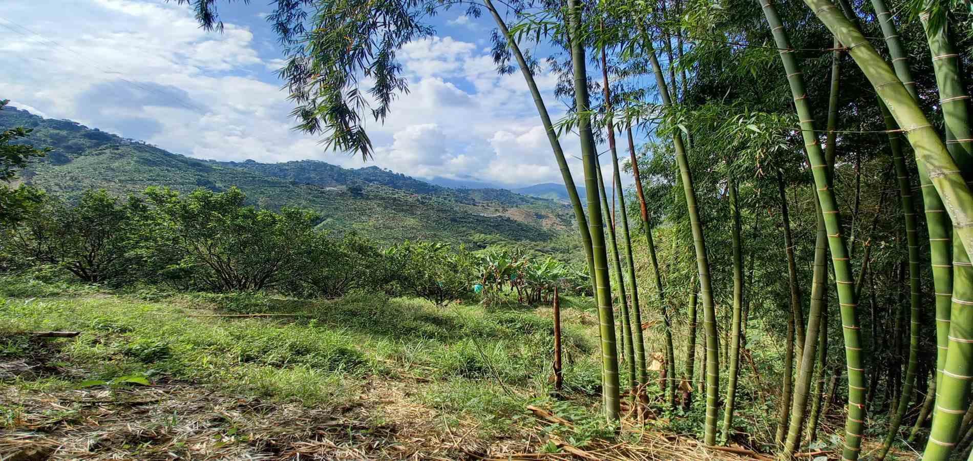 Foto de Finca en Venta en San peregrino, Manizales - 22 - 279061656