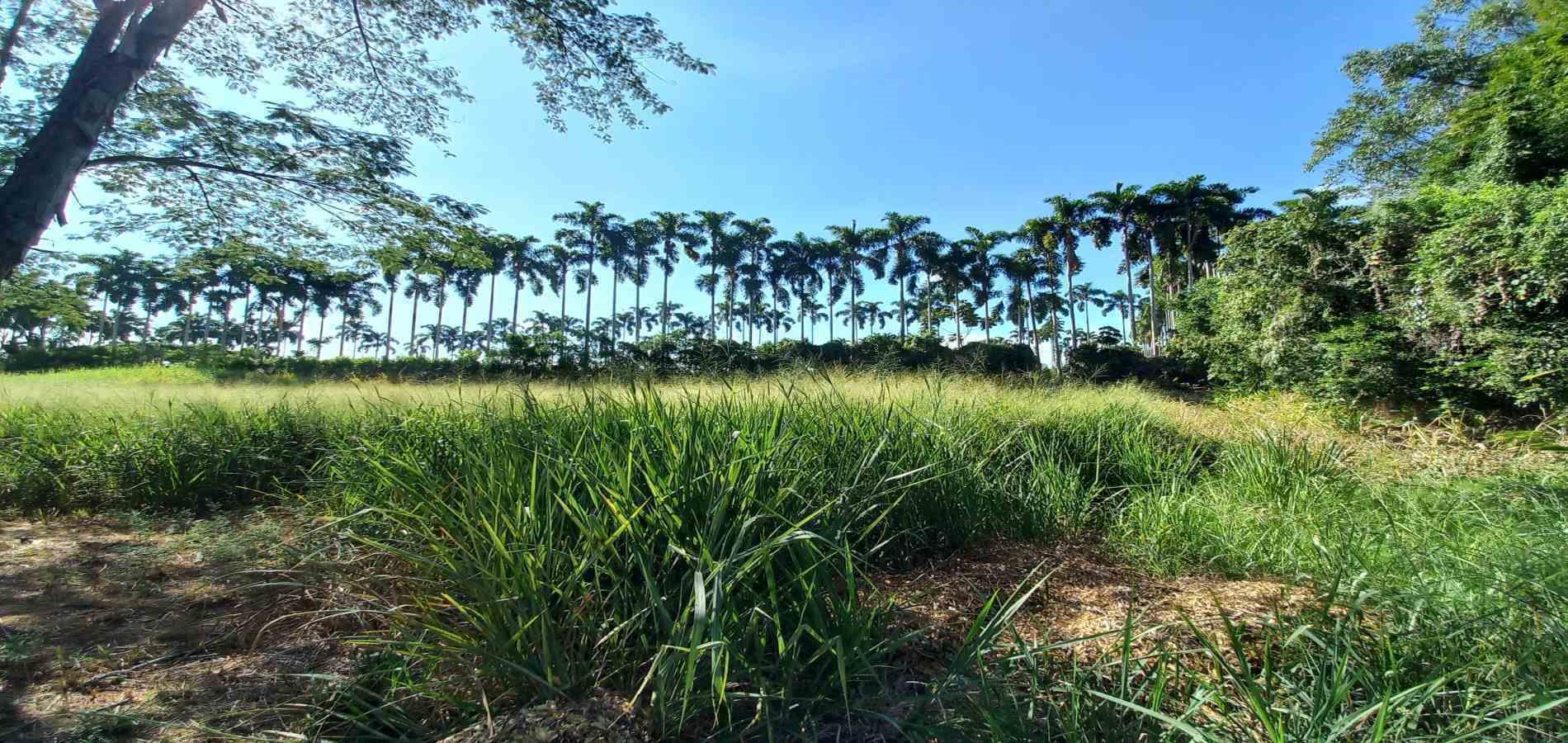 Foto de Lote / terreno para Venta en Cerritos, Pereira - 279069860
