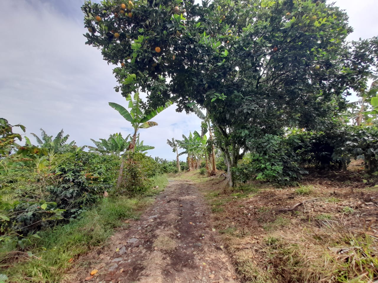 Foto de Lote / terreno en Venta en Arabia, Pereira - 1 - 279059189