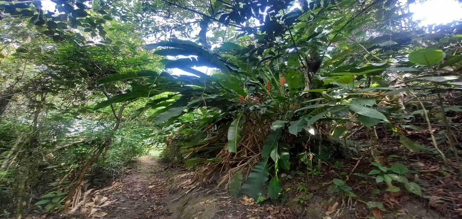Foto de Lote / terreno en Venta en San peregrino, Manizales - 7 - 279056638