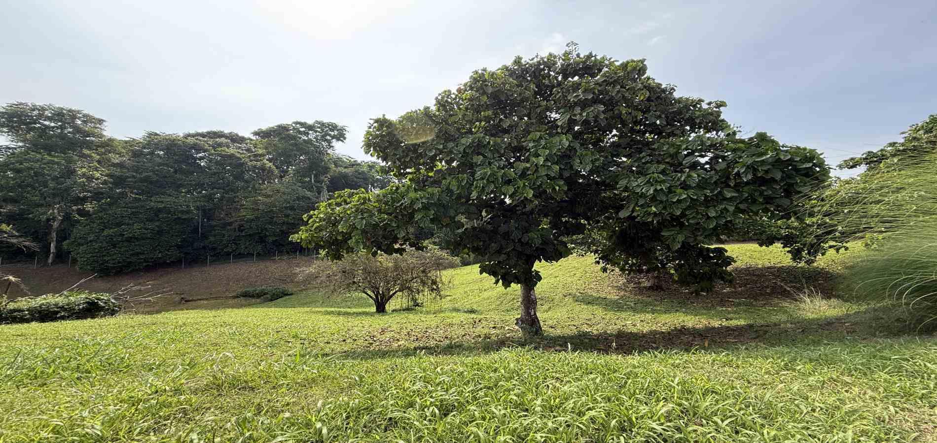 Foto de Lote / terreno para Venta en Cerritos, Pereira - 279062245