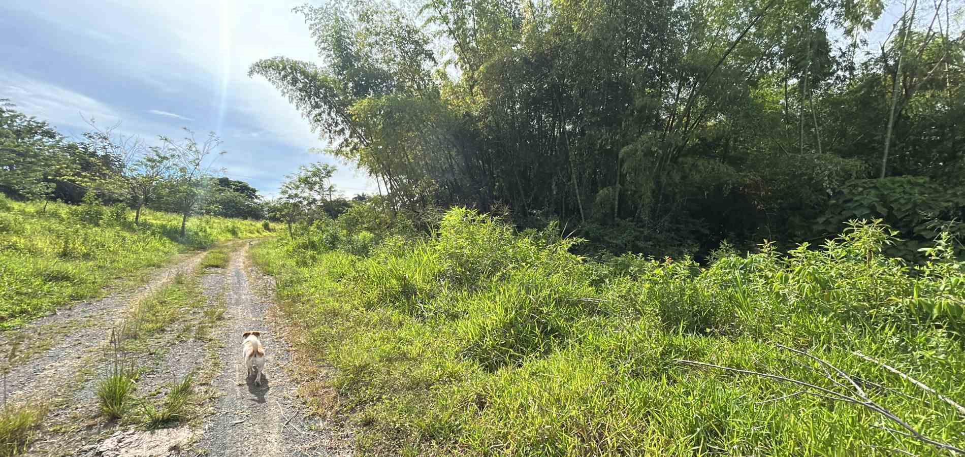 Foto de Lote / terreno en Venta en Cerritos, Pereira - 8 - 279068089