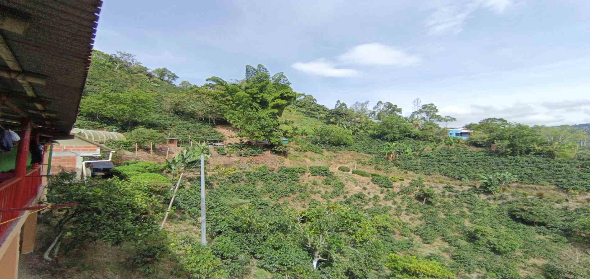 Foto de Finca en Venta en Vereda la palma , Manizales - 9 - 279069356