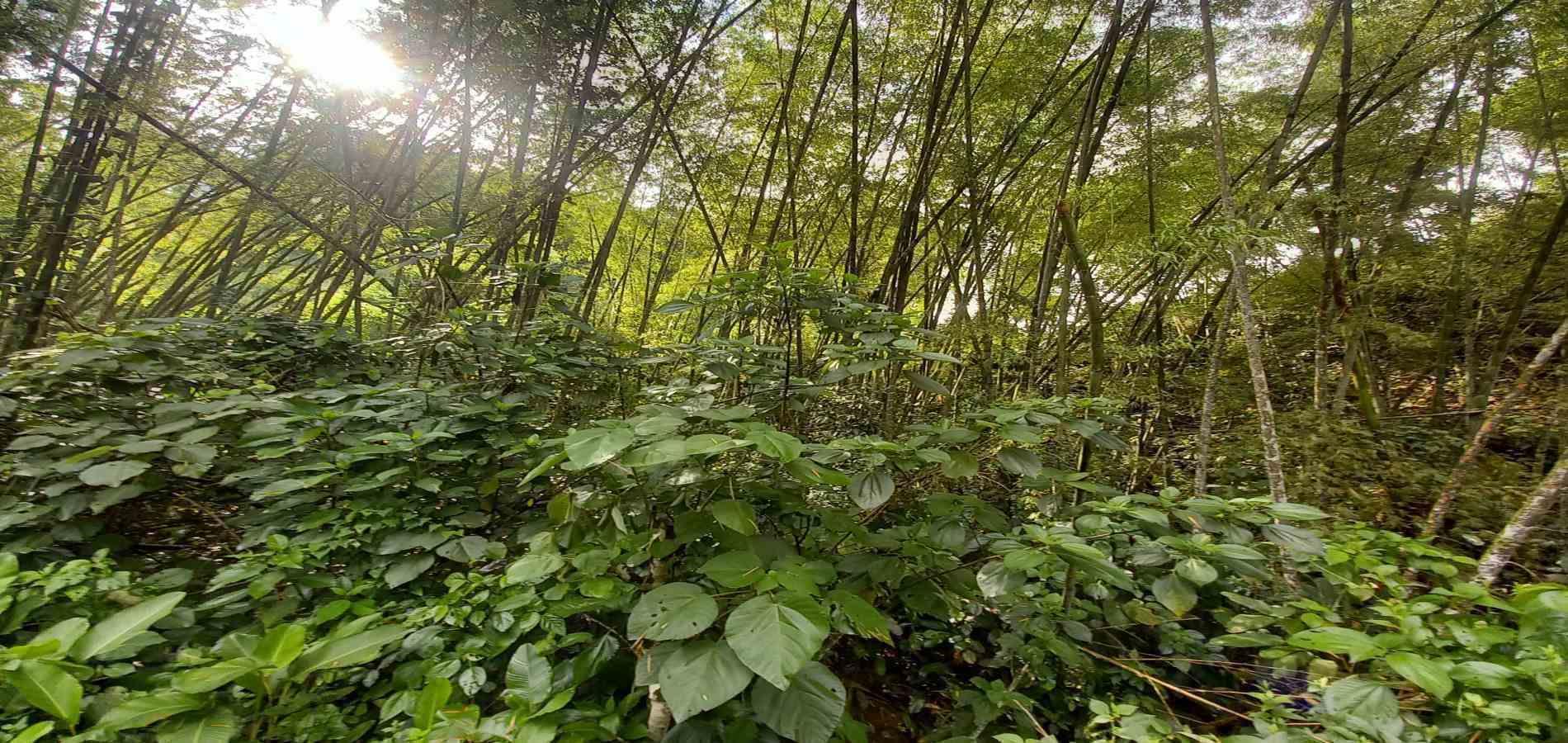 Foto de Lote / terreno en Venta en Vereda la trinidad, Manizales - 1 - 279062689