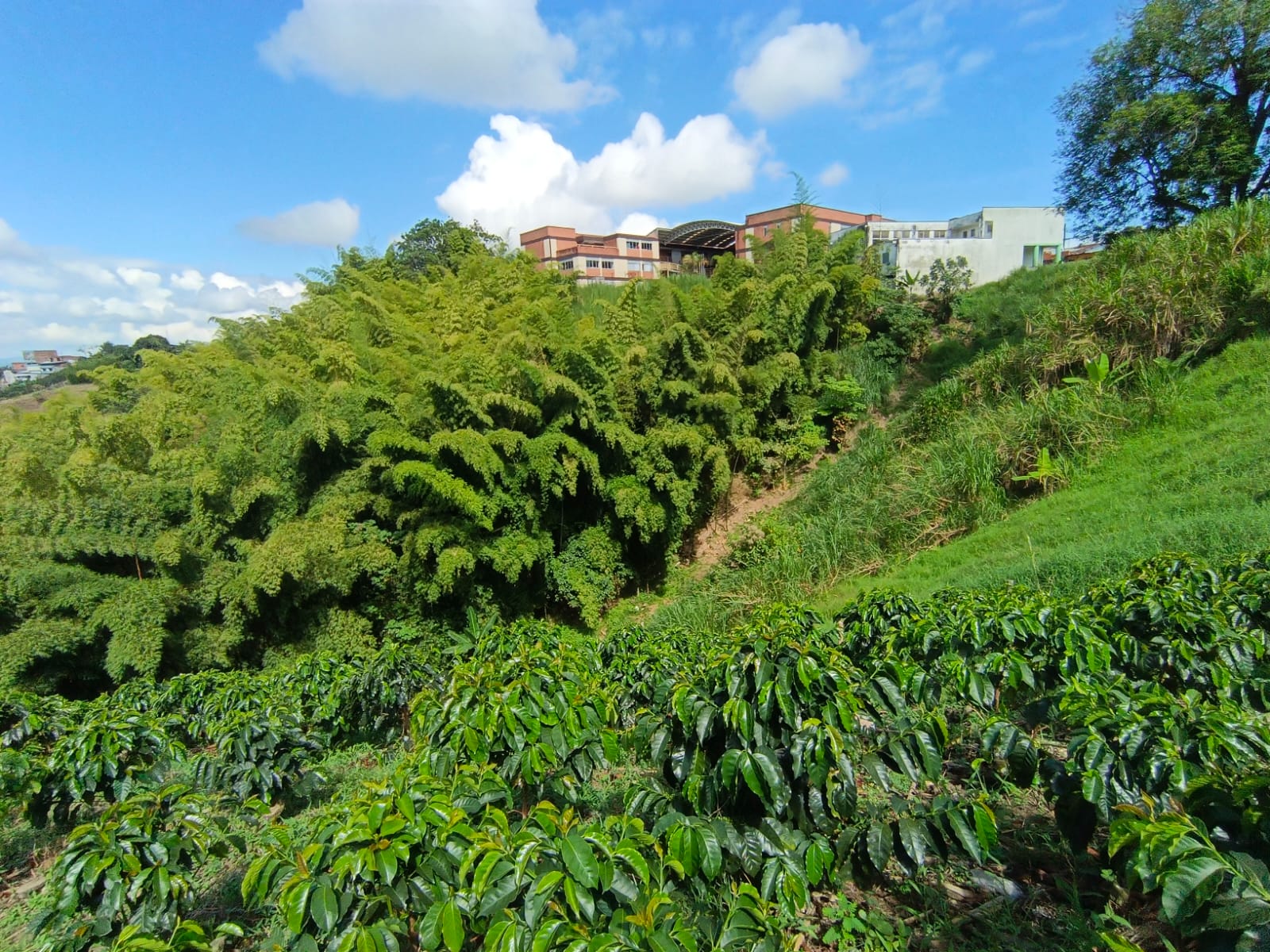 Foto de Lote / terreno para Venta en Las pavas, Manizales - 279067665