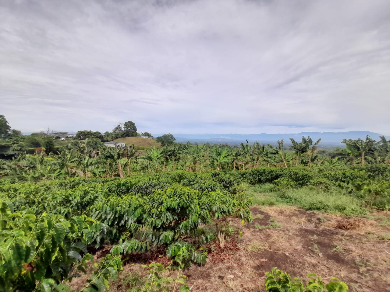 Foto de Lote / terreno en Venta en Arabia, Pereira - 11 - 279059189