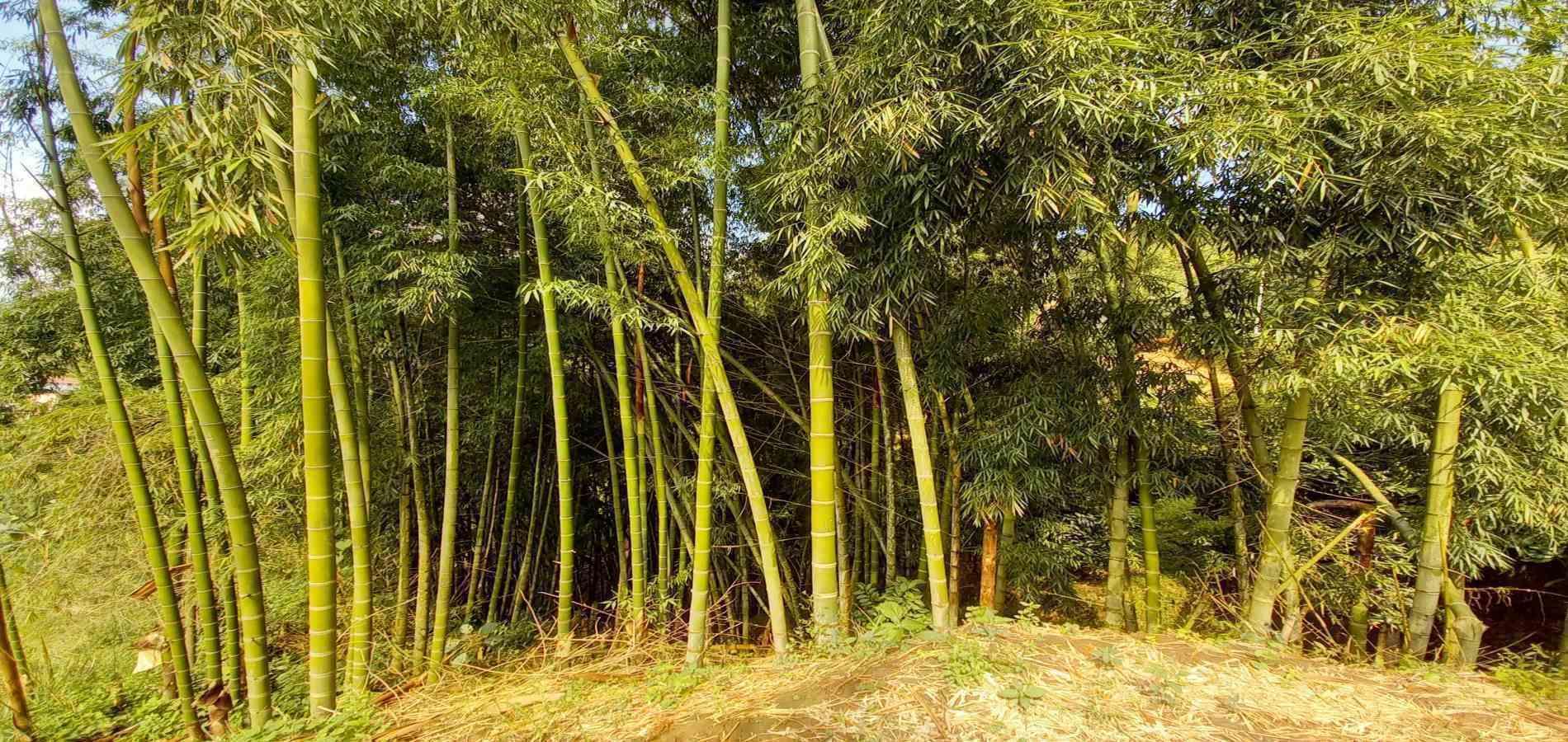 Foto de Finca en Venta en San peregrino, Manizales - 20 - 279061656