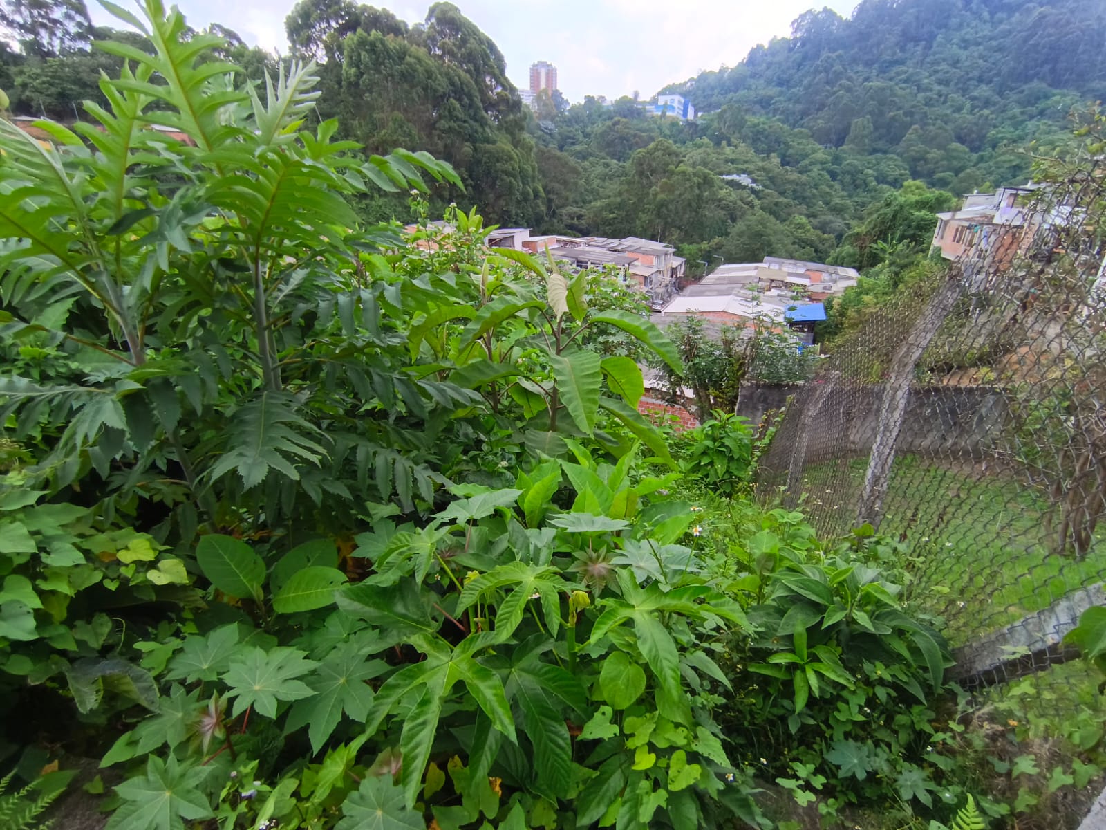Foto de Lote / terreno en Venta en Fátima, Manizales - 1 - 279068979