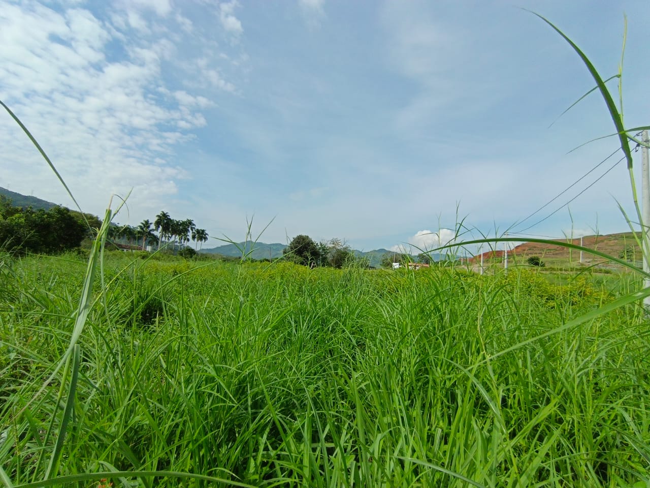 Foto de Lote / terreno en Venta en Vereda santagueda, Palestina - 5 - 279063605