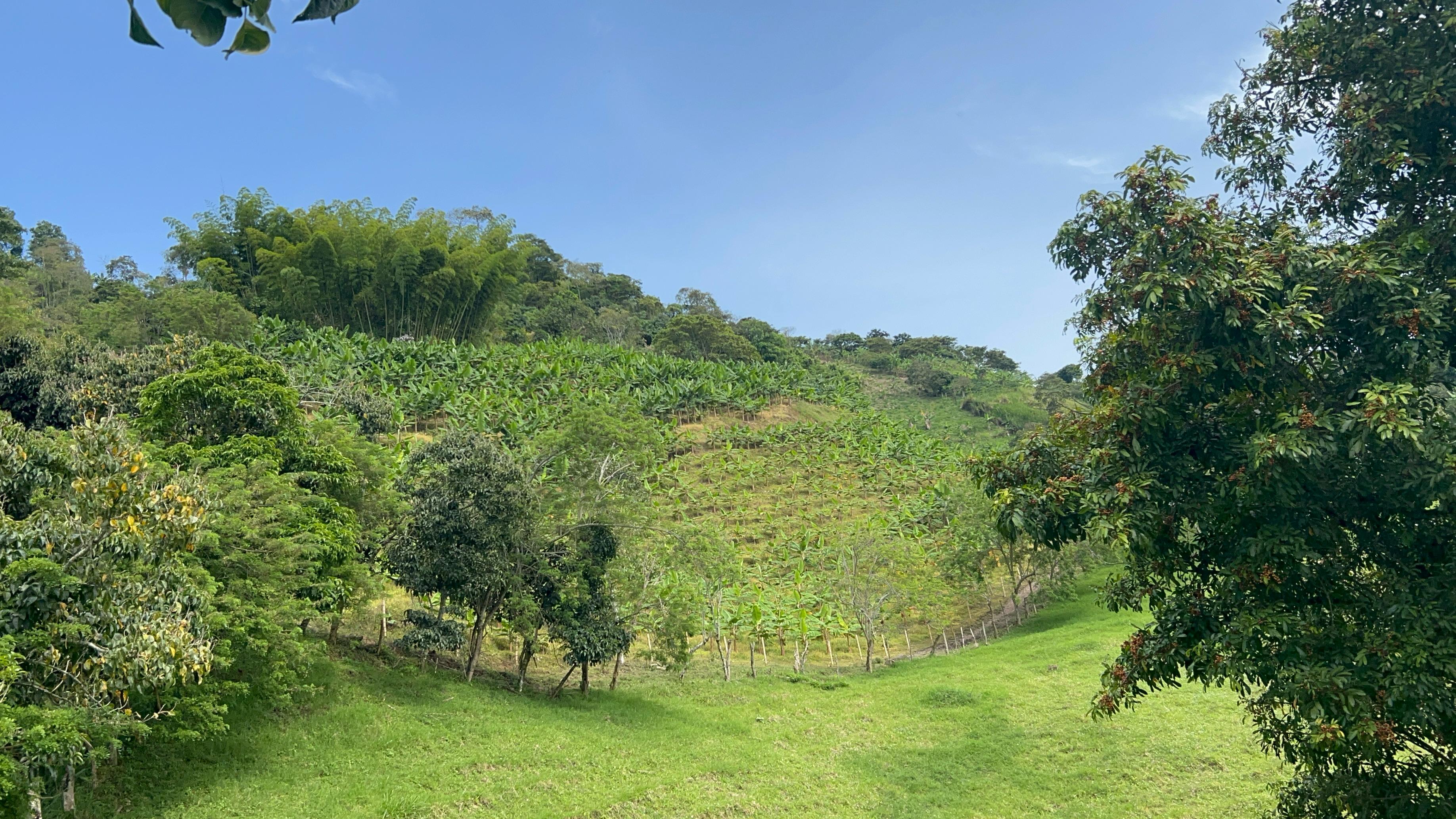 Foto de Finca en Venta en La cabaña, Manizales - 22 - 279062726