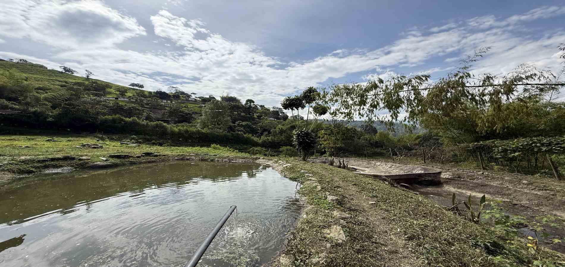 Foto de Finca en Venta en Agua azul, Dosquebradas - 36 - 279063271