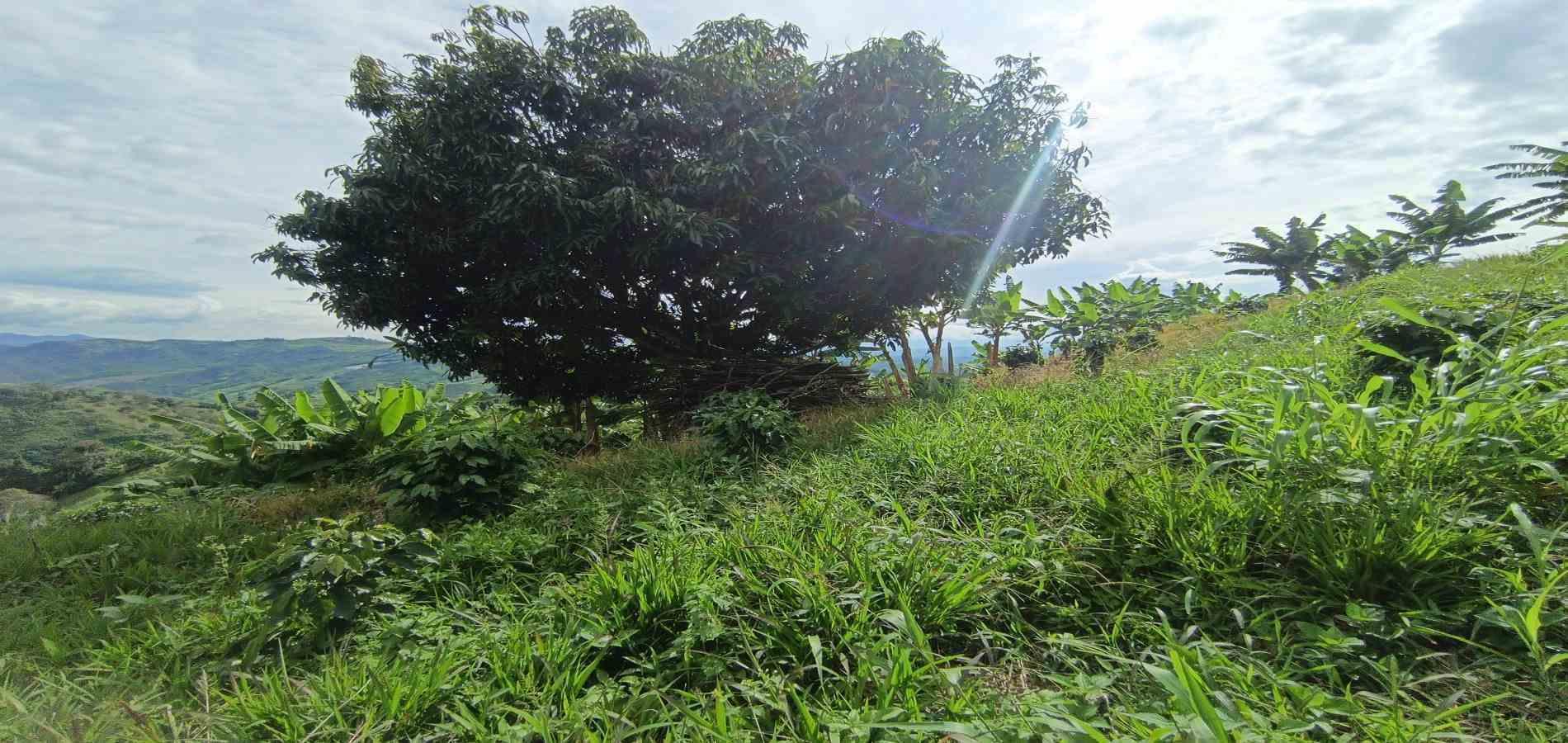 Foto de Lote / terreno en Venta en San peregrino, Manizales - 3 - 279068552