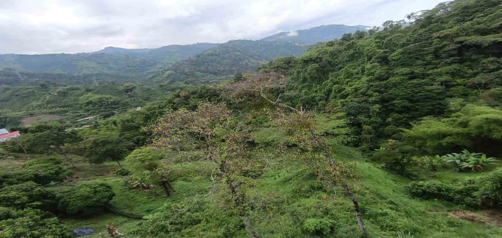 Foto de Lote / terreno en Venta en Vereda minitas , Manizales - 20 - 279068548