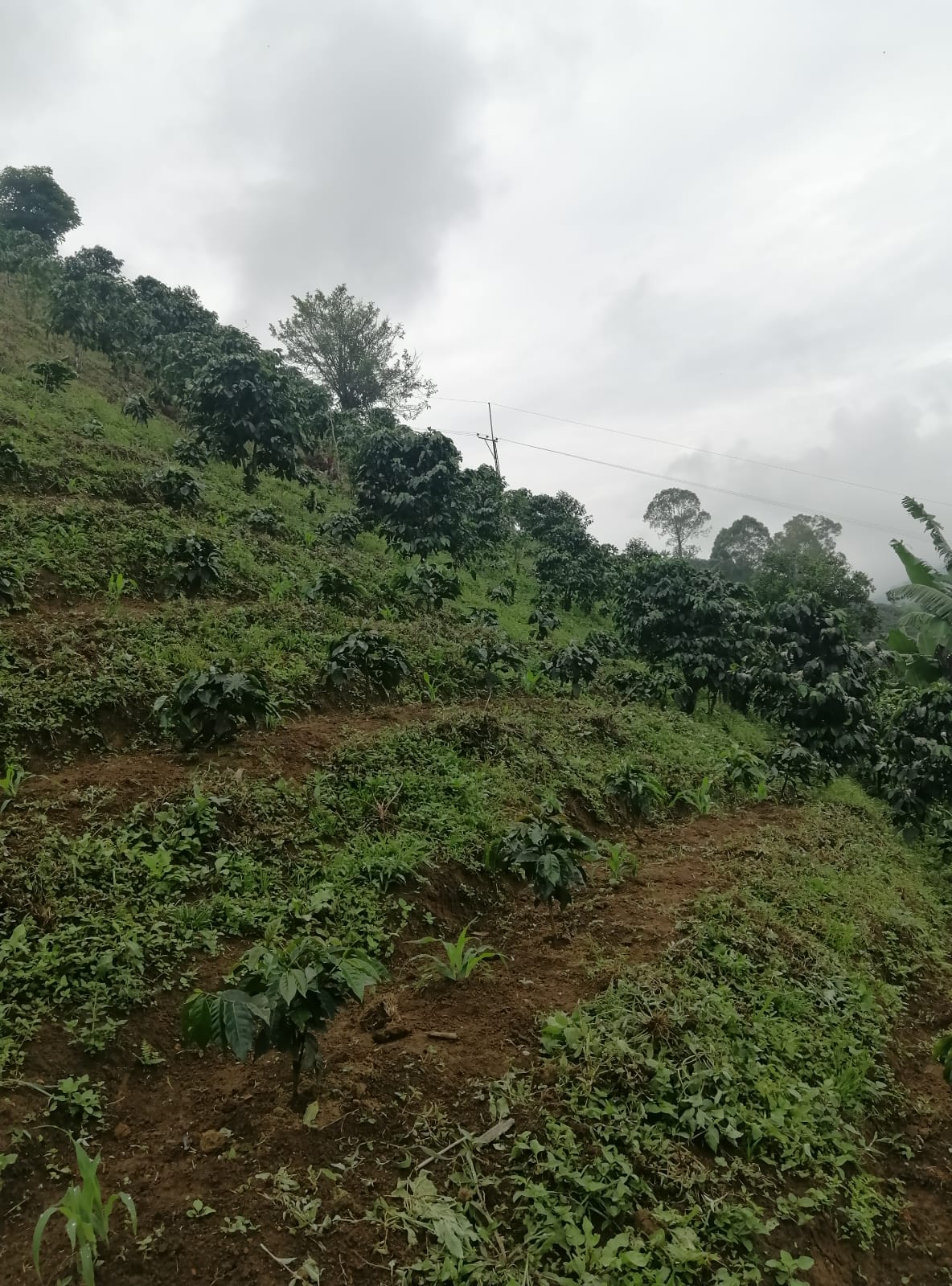Foto de Lote / terreno en Venta en Llanitos, Villamaria - 18 - 279026006