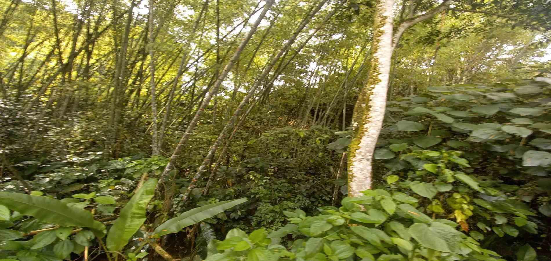 Foto de Lote / terreno en Venta en Vereda la trinidad, Manizales - 7 - 279062689