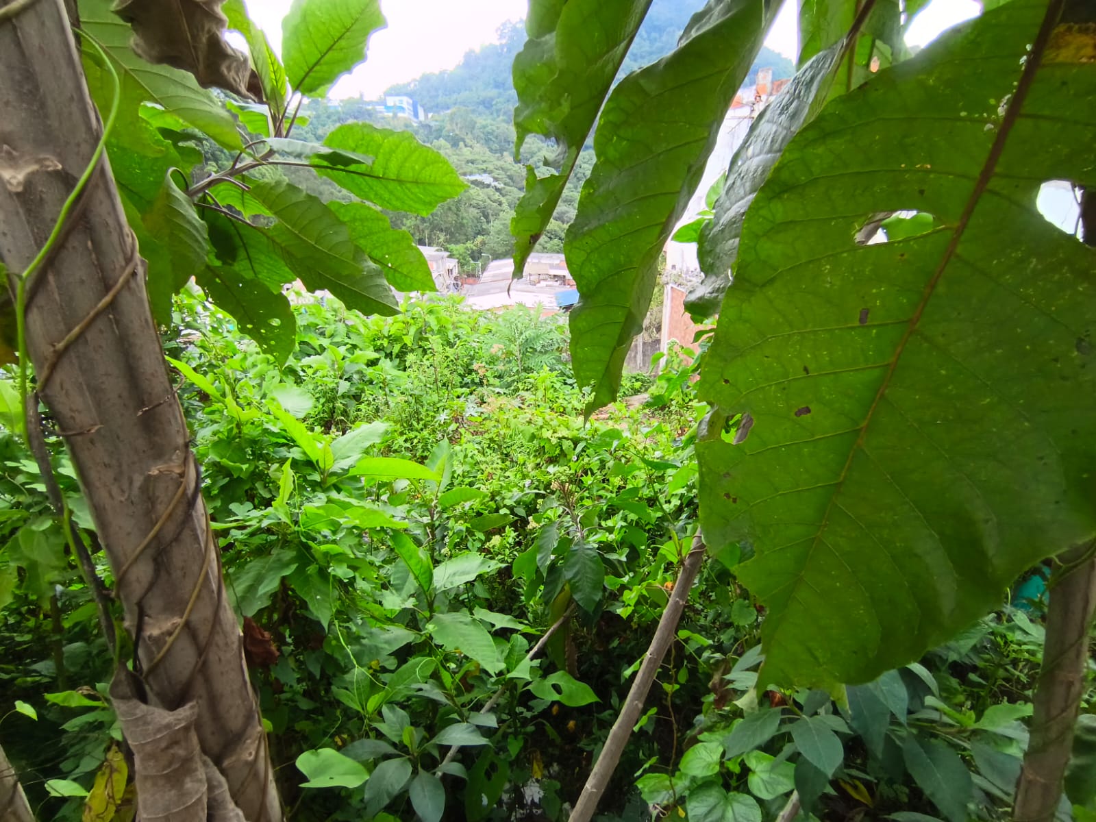 Foto de Lote / terreno en Venta en Fátima, Manizales - 18 - 279068979
