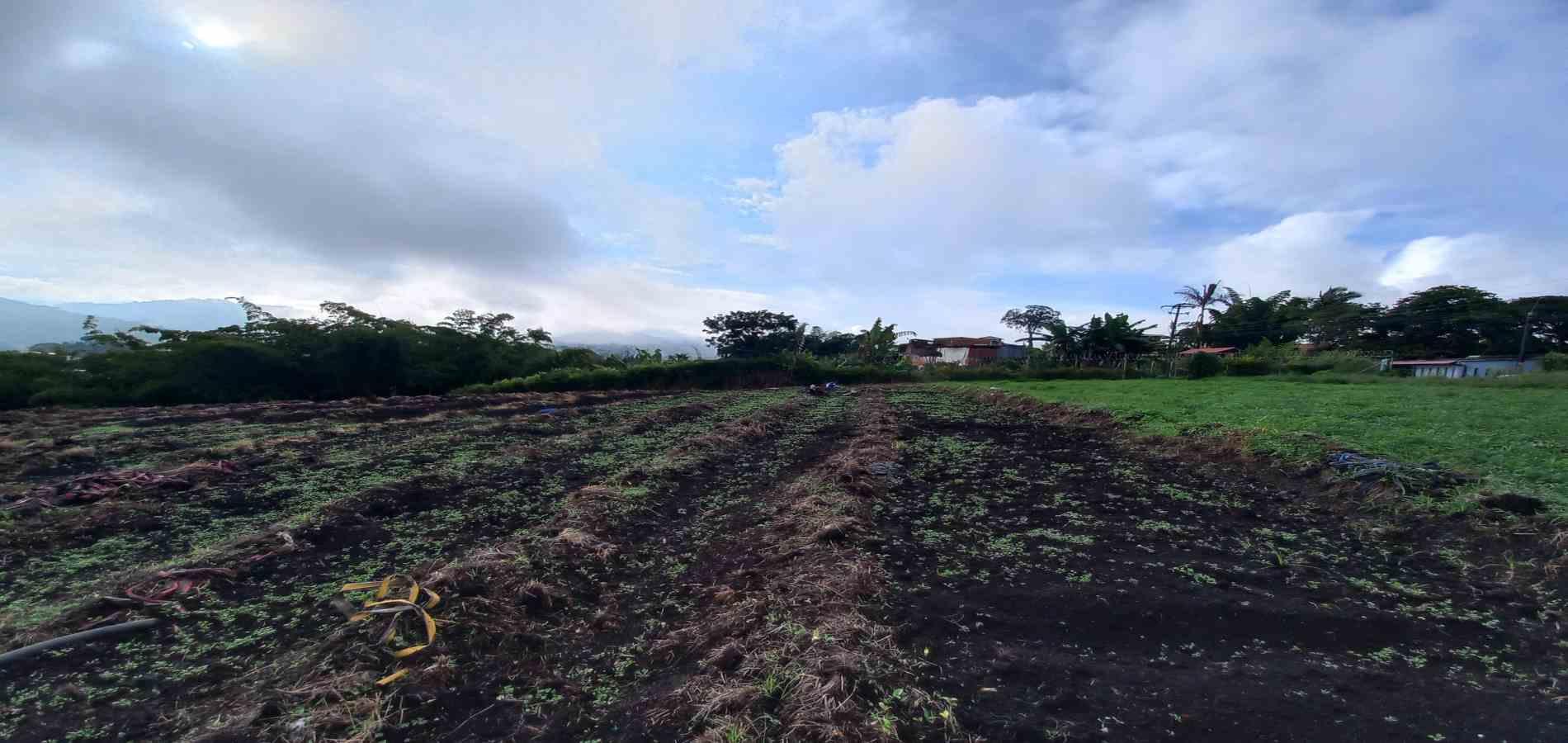 Foto de Lote / terreno en Venta en Vereda el lembo, Santa rosa de cabal - 6 - 279066290