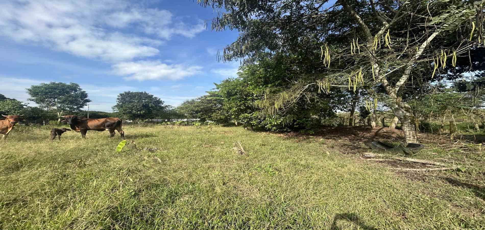 Foto de Lote / terreno en Venta en Cerritos / sector el tigre, Pereira - 7 - 279066751