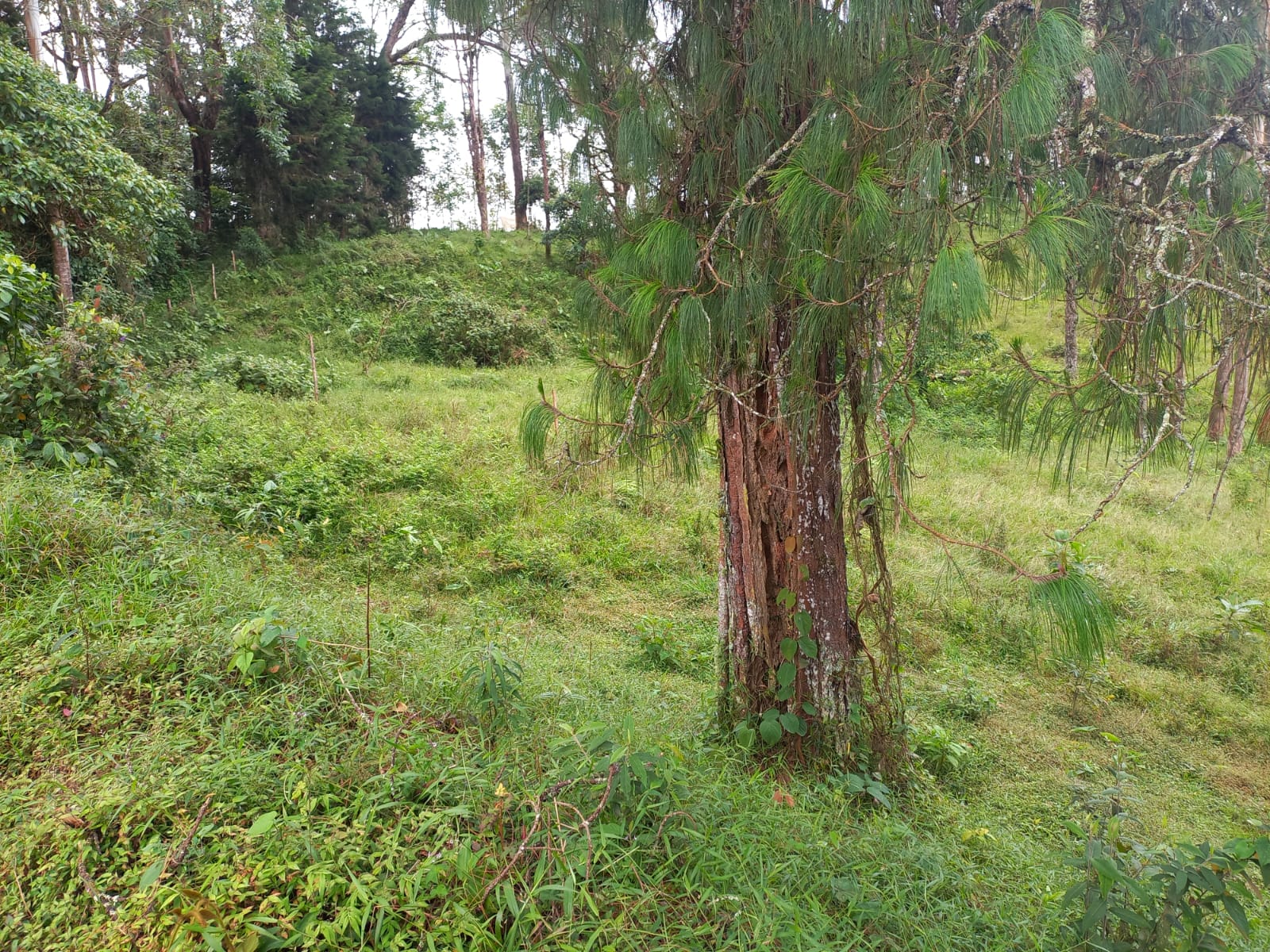 Foto de Lote / terreno en Venta en Via armenia, Pereira - 9 - 279066674