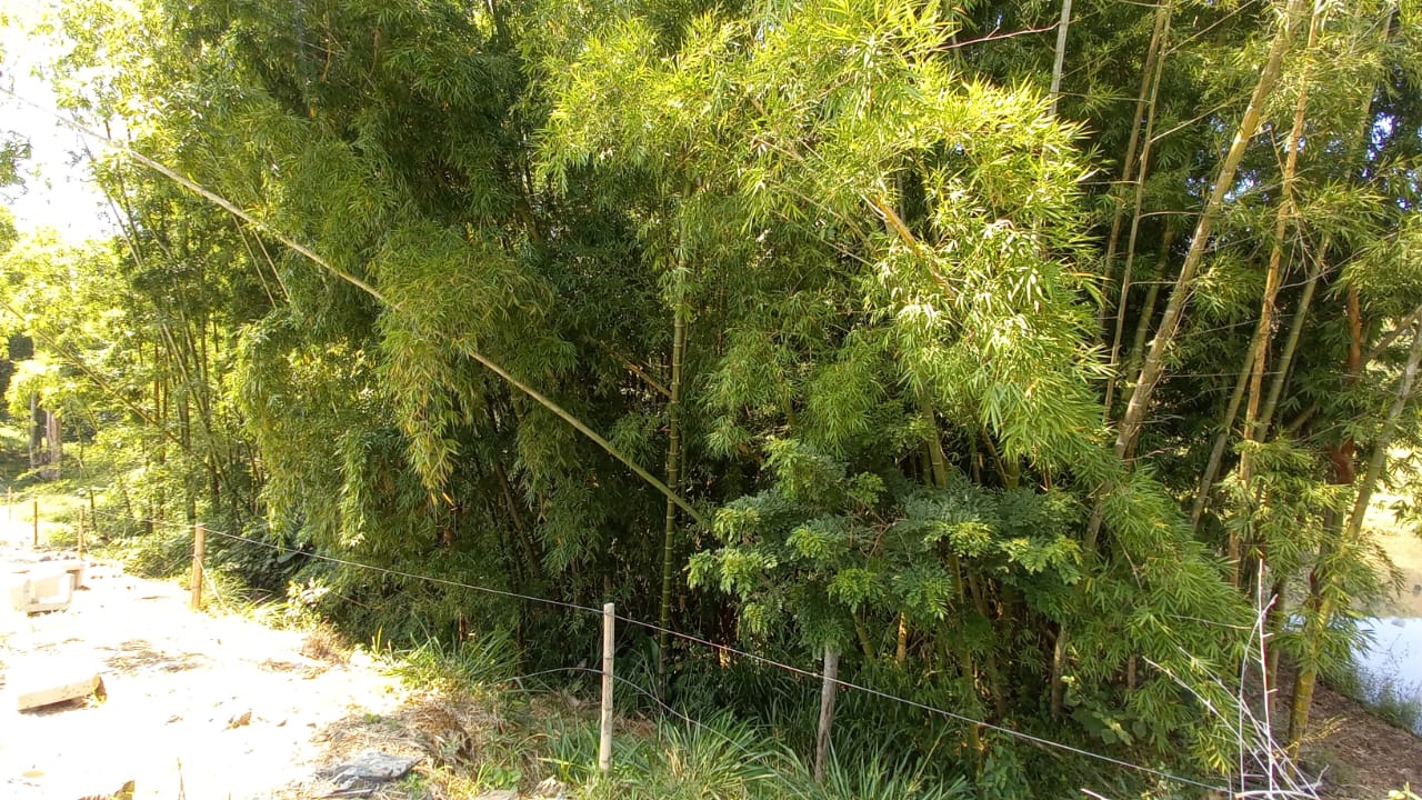Foto de Lote / terreno en Venta en Vereda santagueda, Palestina - 16 - 279058796